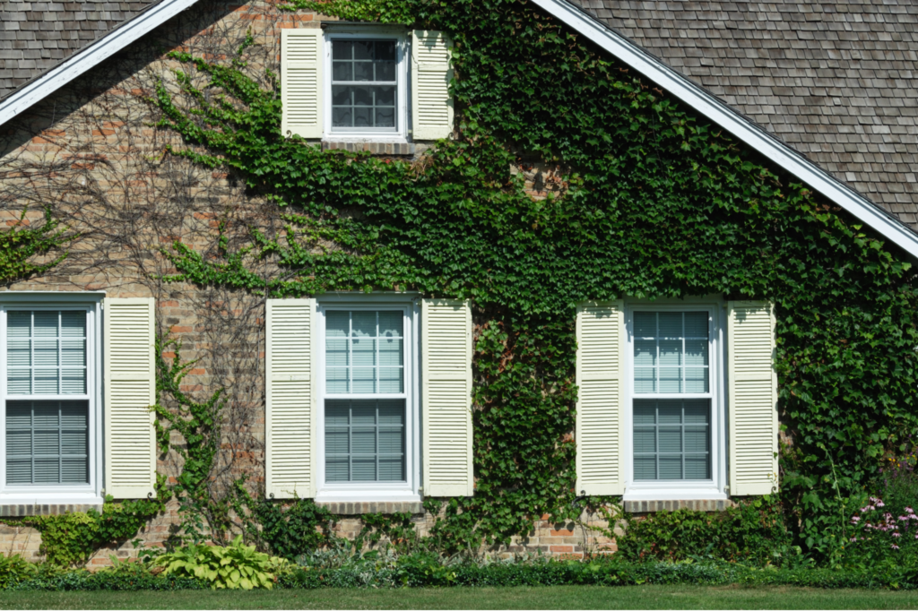 vines growing on a brick house